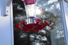 Selasphorus calliope