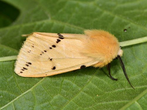 Buff Ermine