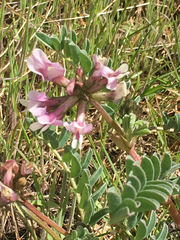 Astragalus cibarius