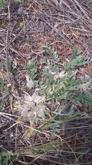 Astragalus rupifragus