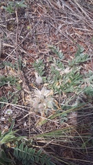 Astragalus rupifragus