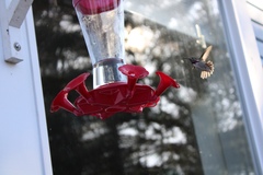 Selasphorus calliope