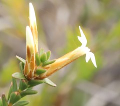 Lysinema ciliatum