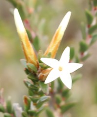 Lysinema ciliatum