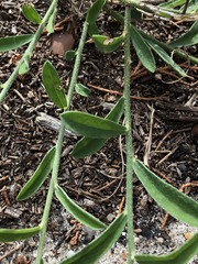 Crotalaria brevis