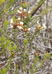 Lysinema ciliatum