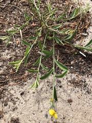 Crotalaria brevis