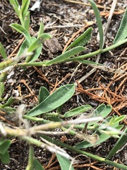 Crotalaria brevis