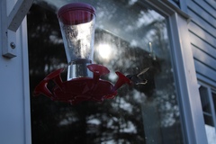 Selasphorus calliope