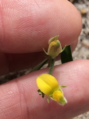 Crotalaria brevis