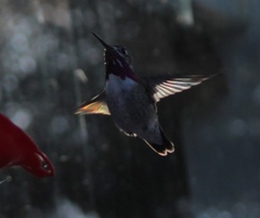 Selasphorus calliope