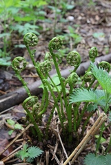 Athyrium filix-femina