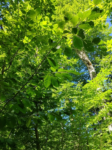 Fagus orientalis, photograph 6