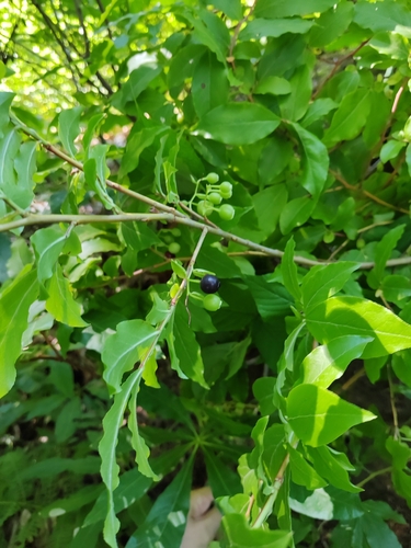 Vaccinium arctostaphylos, photograph 4