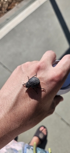 Pimelia chrysomeloides