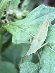 Atractomorpha similis