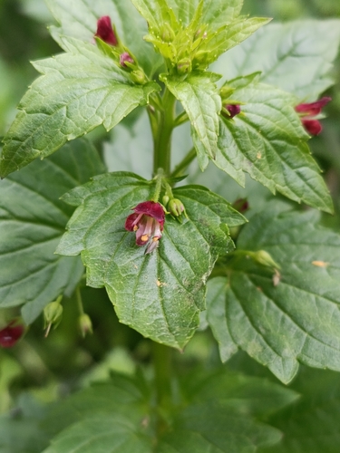 Mediterranean figwort (Scrophularia peregrina)