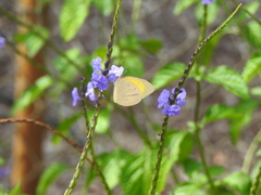 Eurema herla