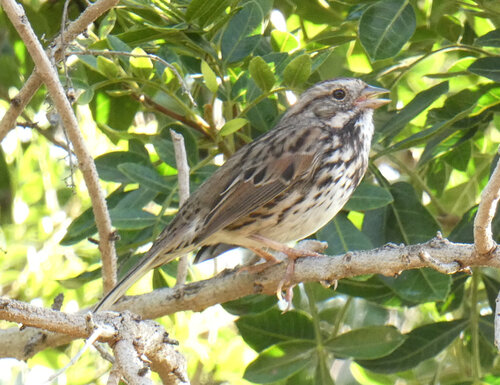 iNaturalist observation photo of Song Sparrow