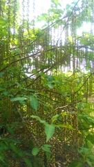 Stachyurus