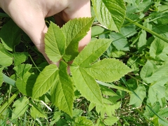 Aegopodium podagraria