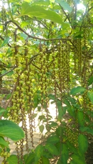 Stachyurus