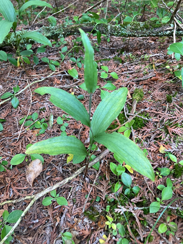 Cypripedium arietinum observed 2026-08-21