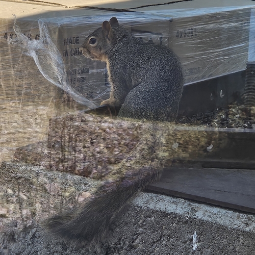 Eastern Fox Squirrel