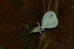 Leptosia alcesta inalcesta