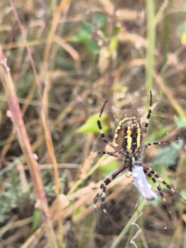 Wasp Spider