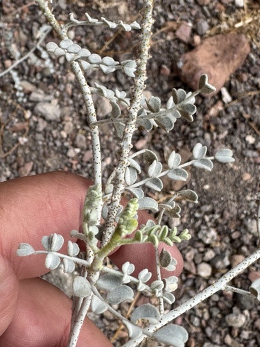 Errazurizia megacarpa, 2026-05-03