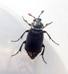 Nicrophorus humator
