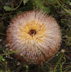 Banksia baueri