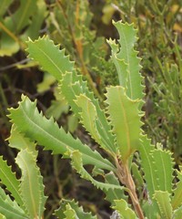 Banksia baueri
