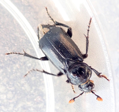 Nicrophorus humator
