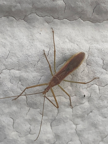 Zelus cervicalis