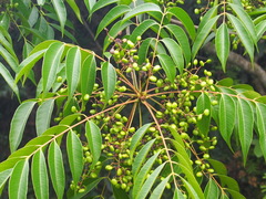 Toxicodendron succedaneum