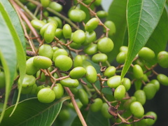 Toxicodendron succedaneum