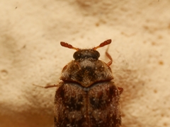 Anthrenocerus australis