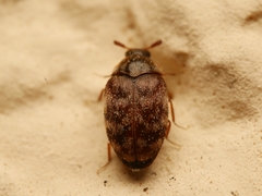 Anthrenocerus australis