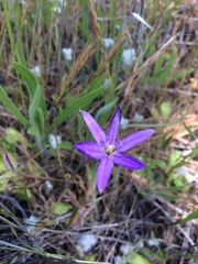 Brodiaea jolonensis