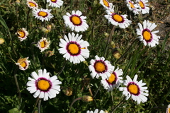 Asteraceae