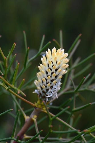 Petrophile sessilis observed 2026-08-16
