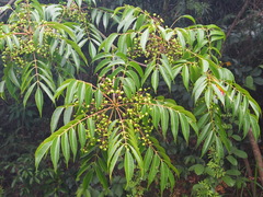 Toxicodendron succedaneum