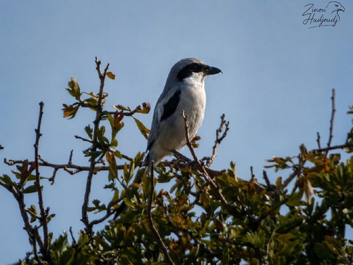 Great Gray Shrike