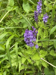 Scutellaria indica