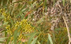 Eucalyptus diversifolia