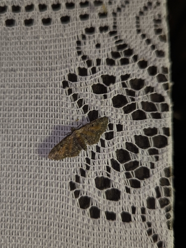 Tawny Speckled Pug