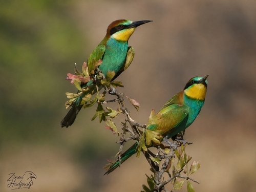 European Bee-eater