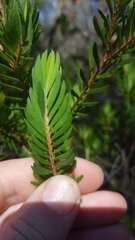 Darwinia procera